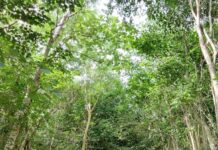 Toyota Kirloskar Motor accelerates Green Wave Initiative through ‘Miyawaki Concept’